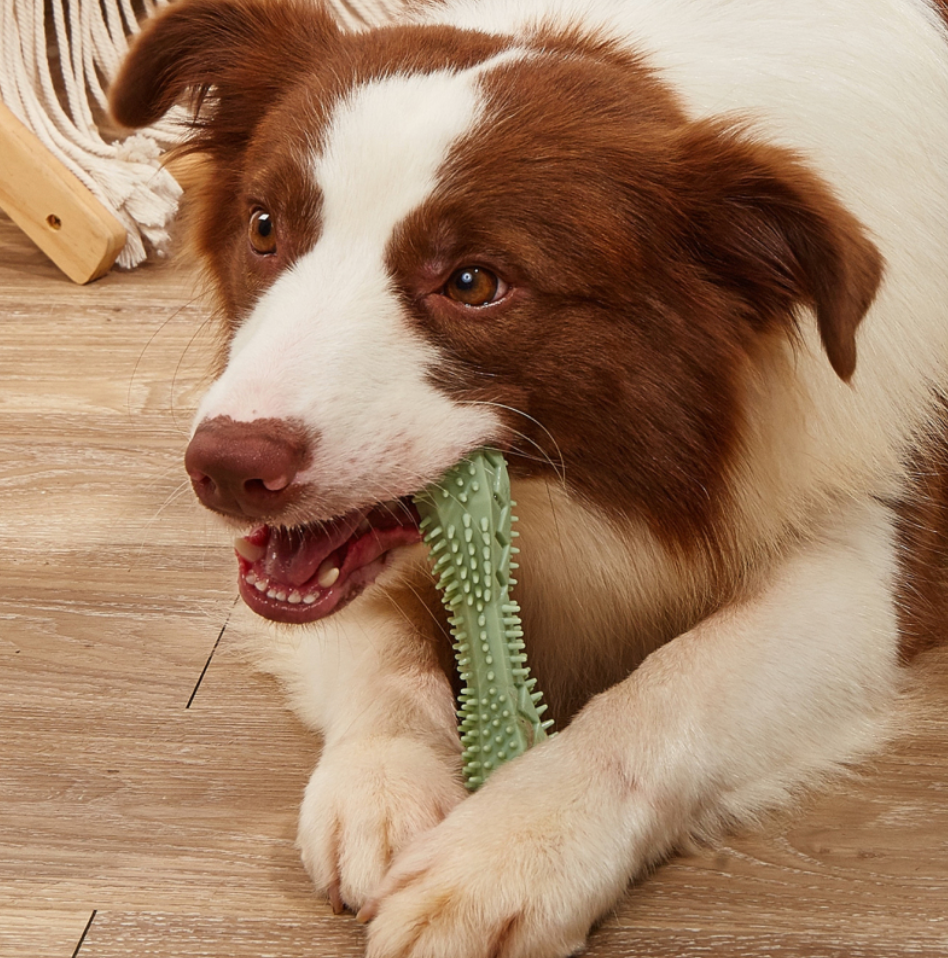 Dental Chew Toy