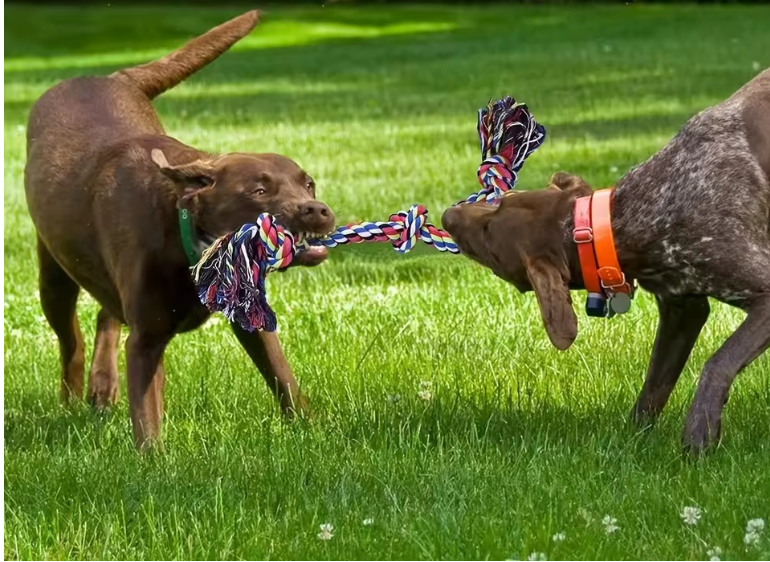Tug & Chew Rope (Big)